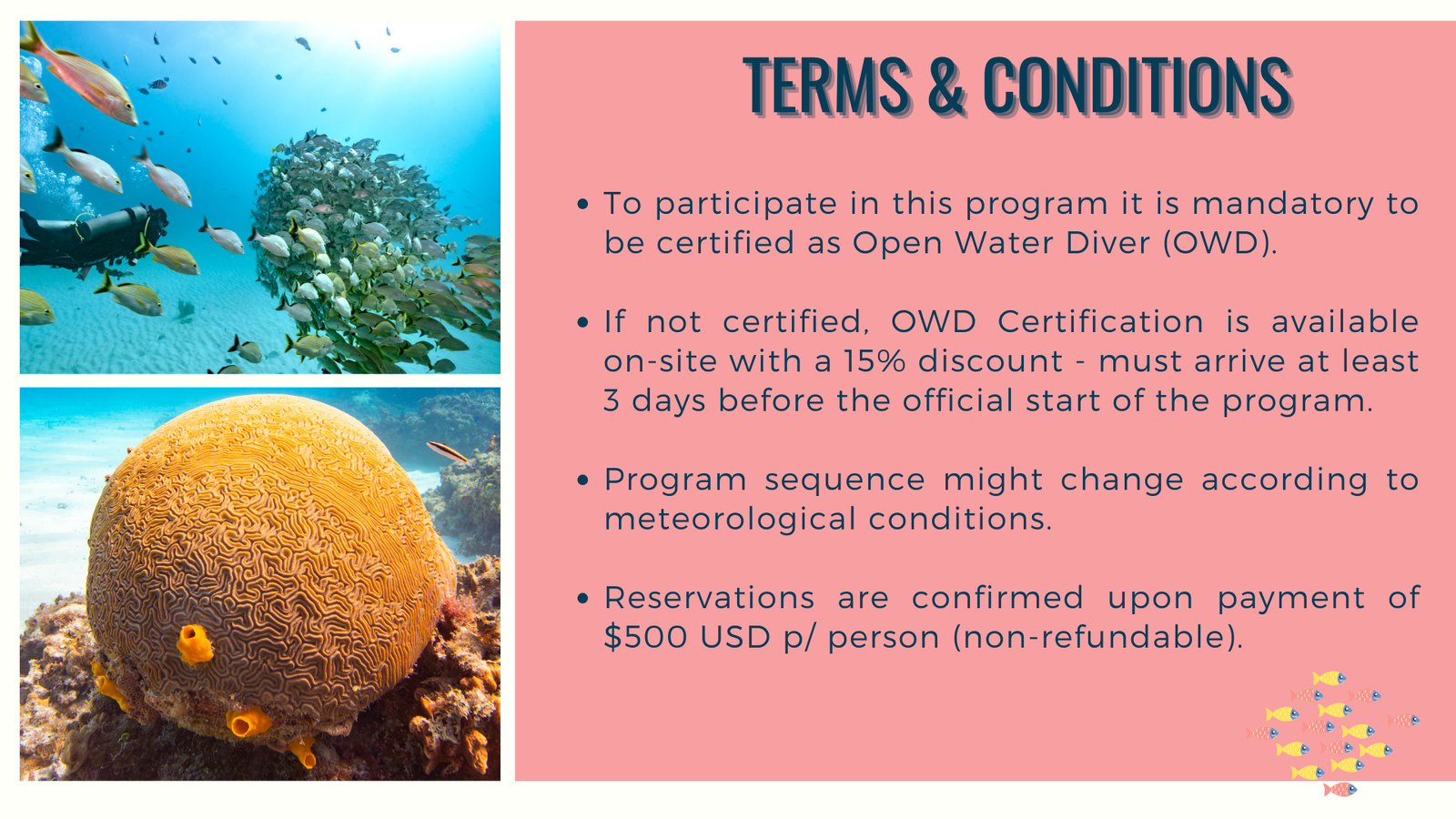 Terms and Conditions - Coral Discovery Marine Conservation Program (slide 8)